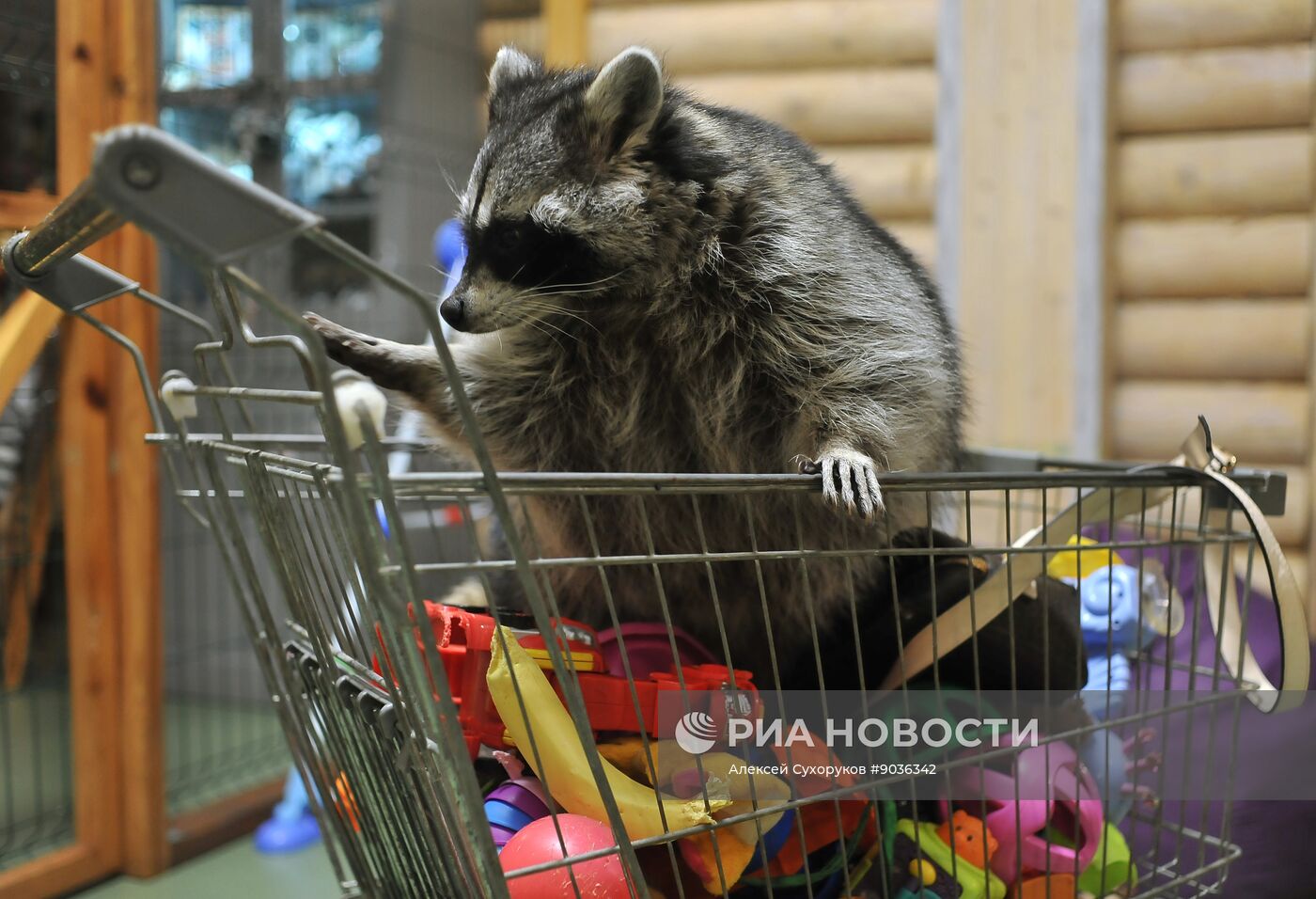 Контактный зоопарк "Изба енота" в Тамбове