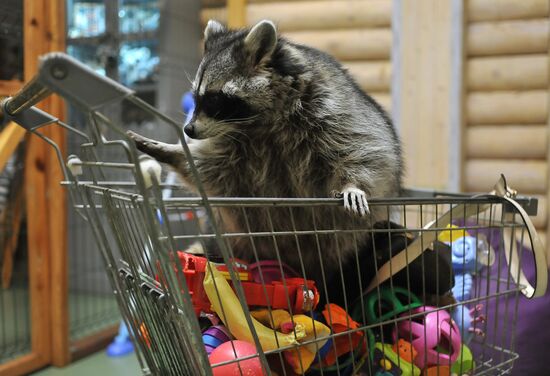 Контактный зоопарк "Изба енота" в Тамбове