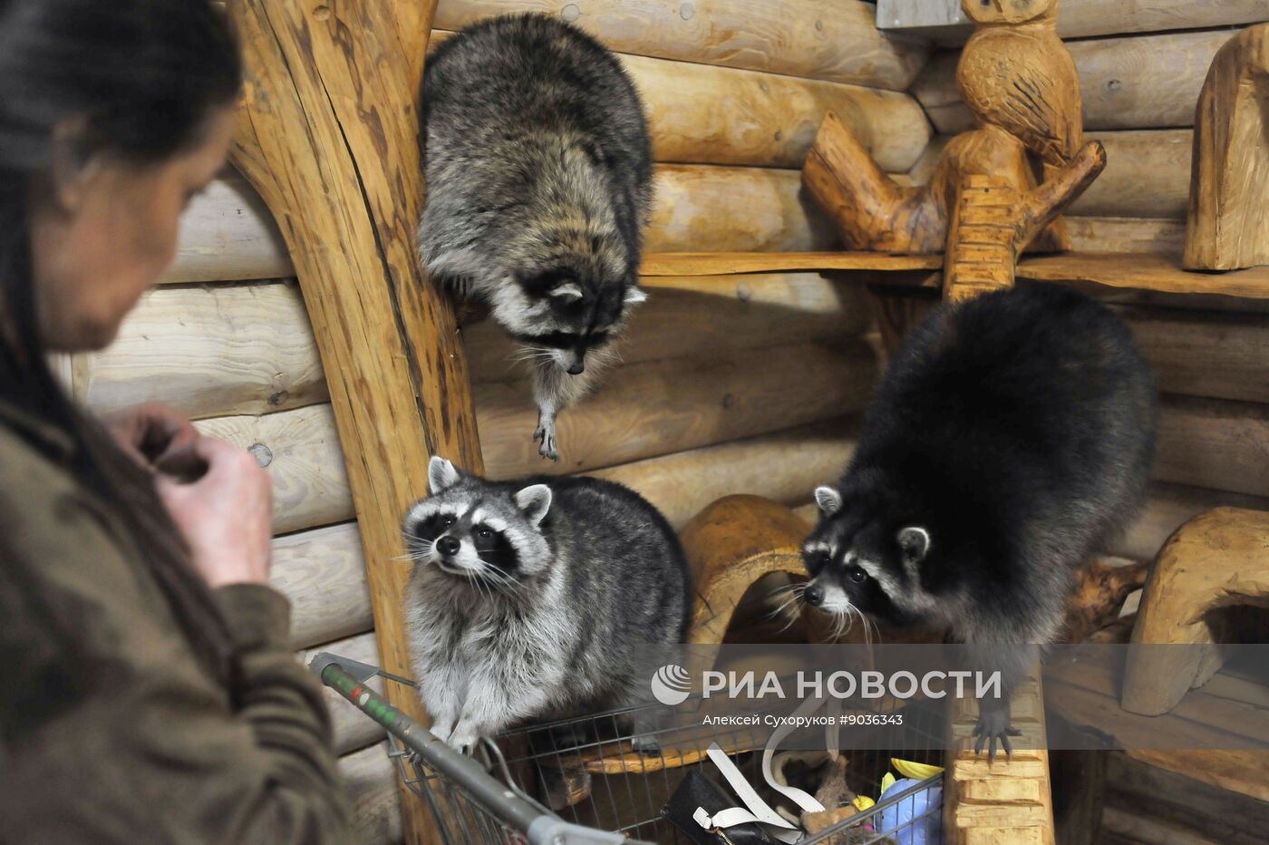 Контактный зоопарк "Изба енота" в Тамбове