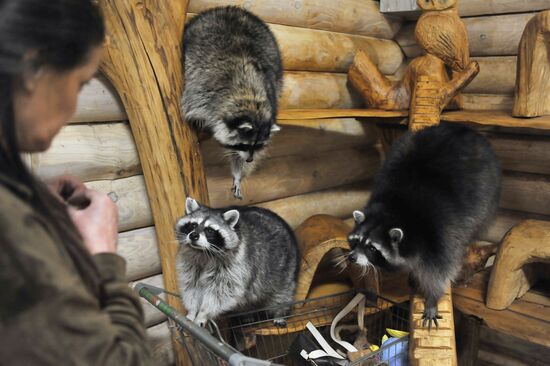 Контактный зоопарк "Изба енота" в Тамбове