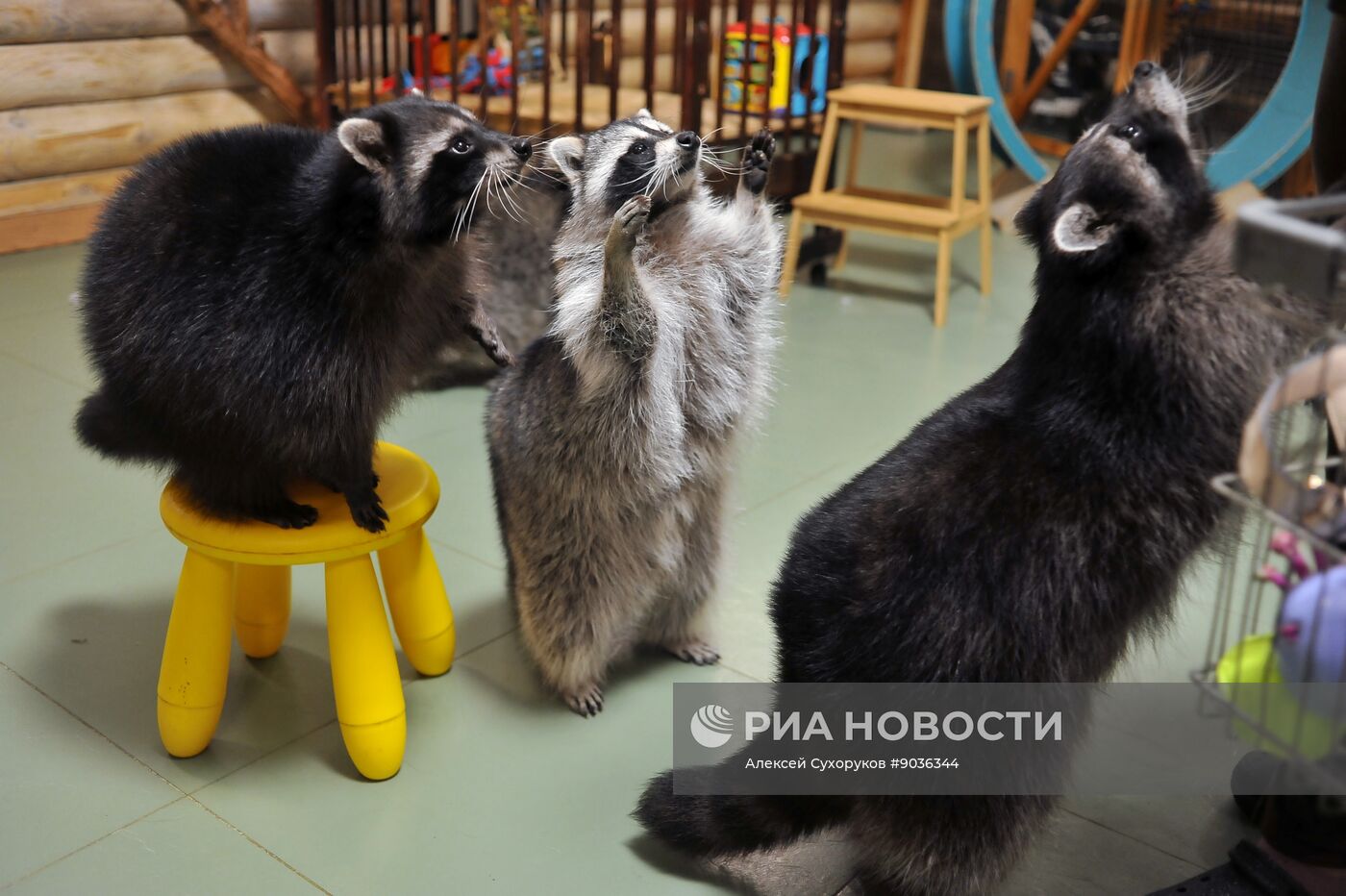 Контактный зоопарк "Изба енота" в Тамбове