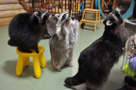 Контактный зоопарк "Изба енота" в Тамбове