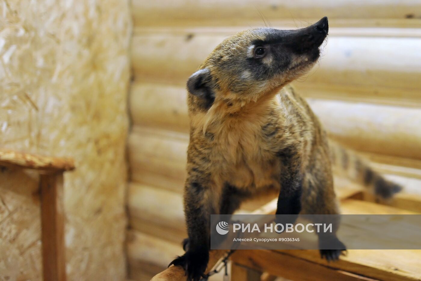 Контактный зоопарк "Изба енота" в Тамбове