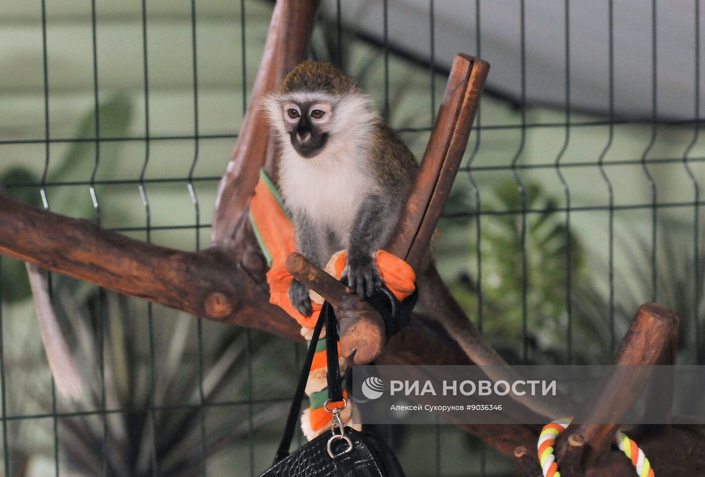 Контактный зоопарк "Изба енота" в Тамбове