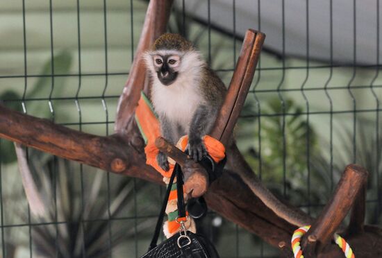 Контактный зоопарк "Изба енота" в Тамбове