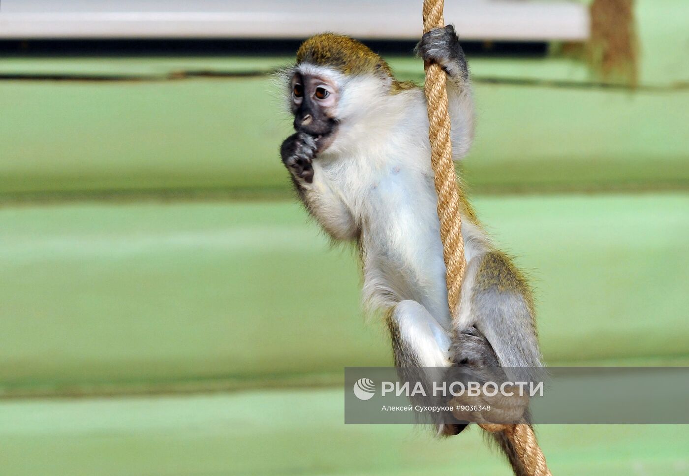 Контактный зоопарк "Изба енота" в Тамбове