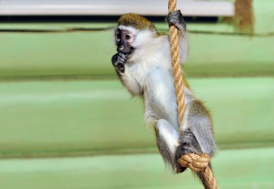 Контактный зоопарк "Изба енота" в Тамбове