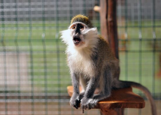 Контактный зоопарк "Изба енота" в Тамбове