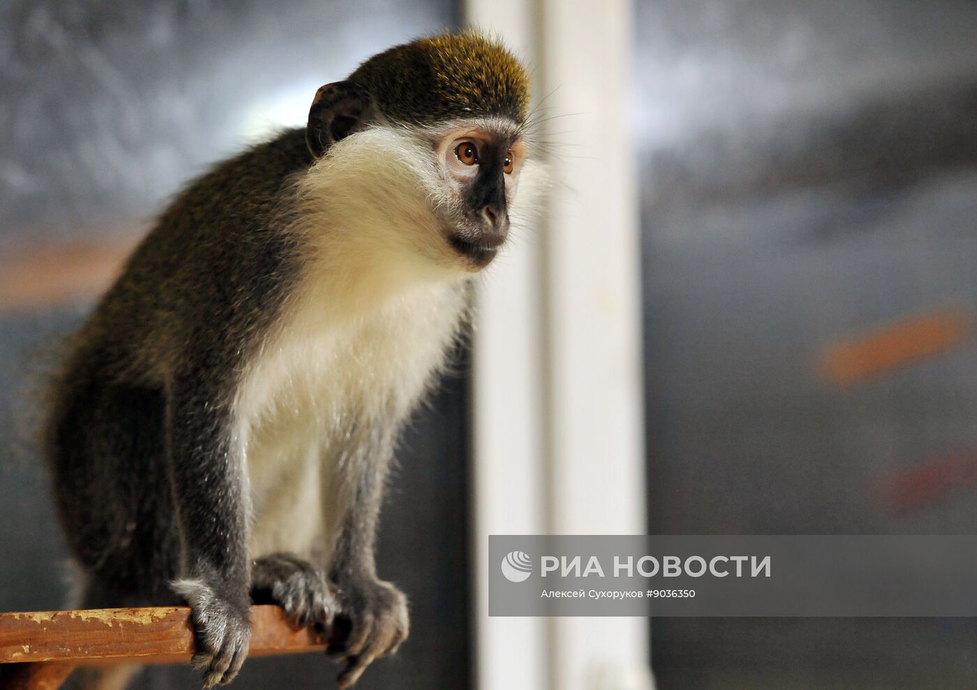 Контактный зоопарк "Изба енота" в Тамбове