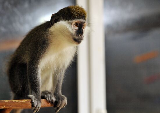 Контактный зоопарк "Изба енота" в Тамбове