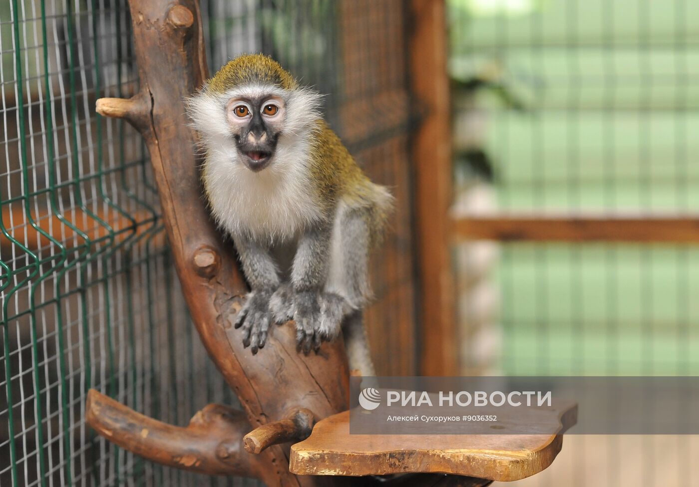 Контактный зоопарк "Изба енота" в Тамбове