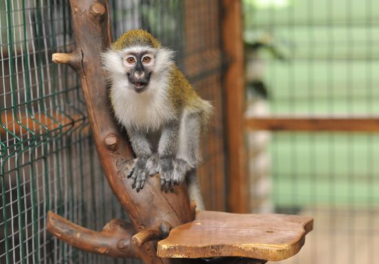 Контактный зоопарк "Изба енота" в Тамбове