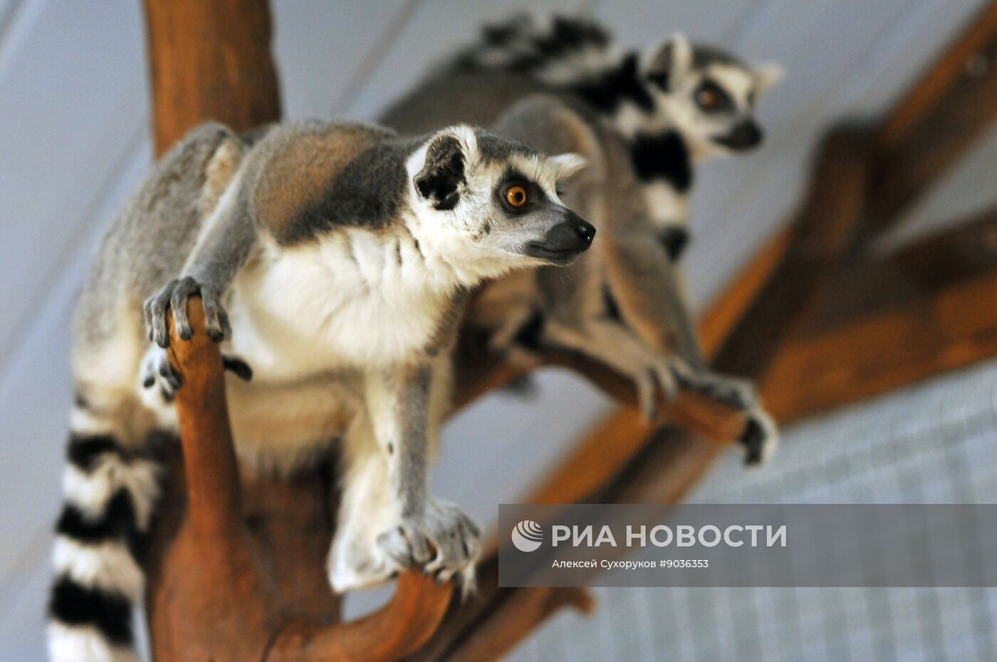 Контактный зоопарк "Изба енота" в Тамбове