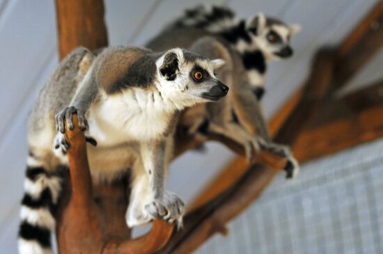 Контактный зоопарк "Изба енота" в Тамбове