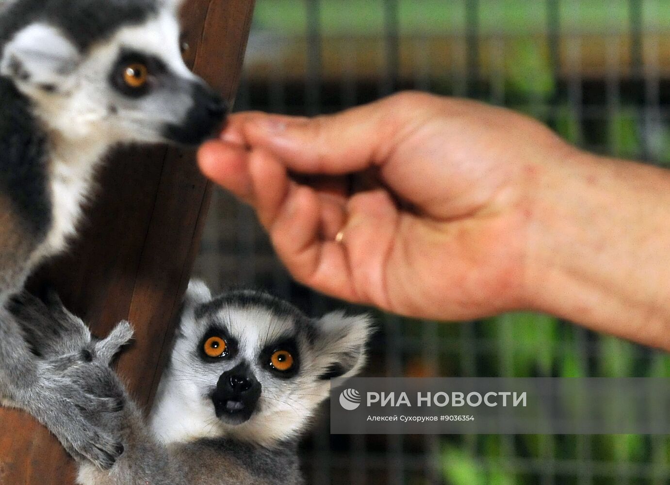 Контактный зоопарк "Изба енота" в Тамбове