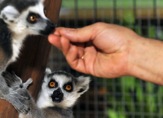 Контактный зоопарк "Изба енота" в Тамбове