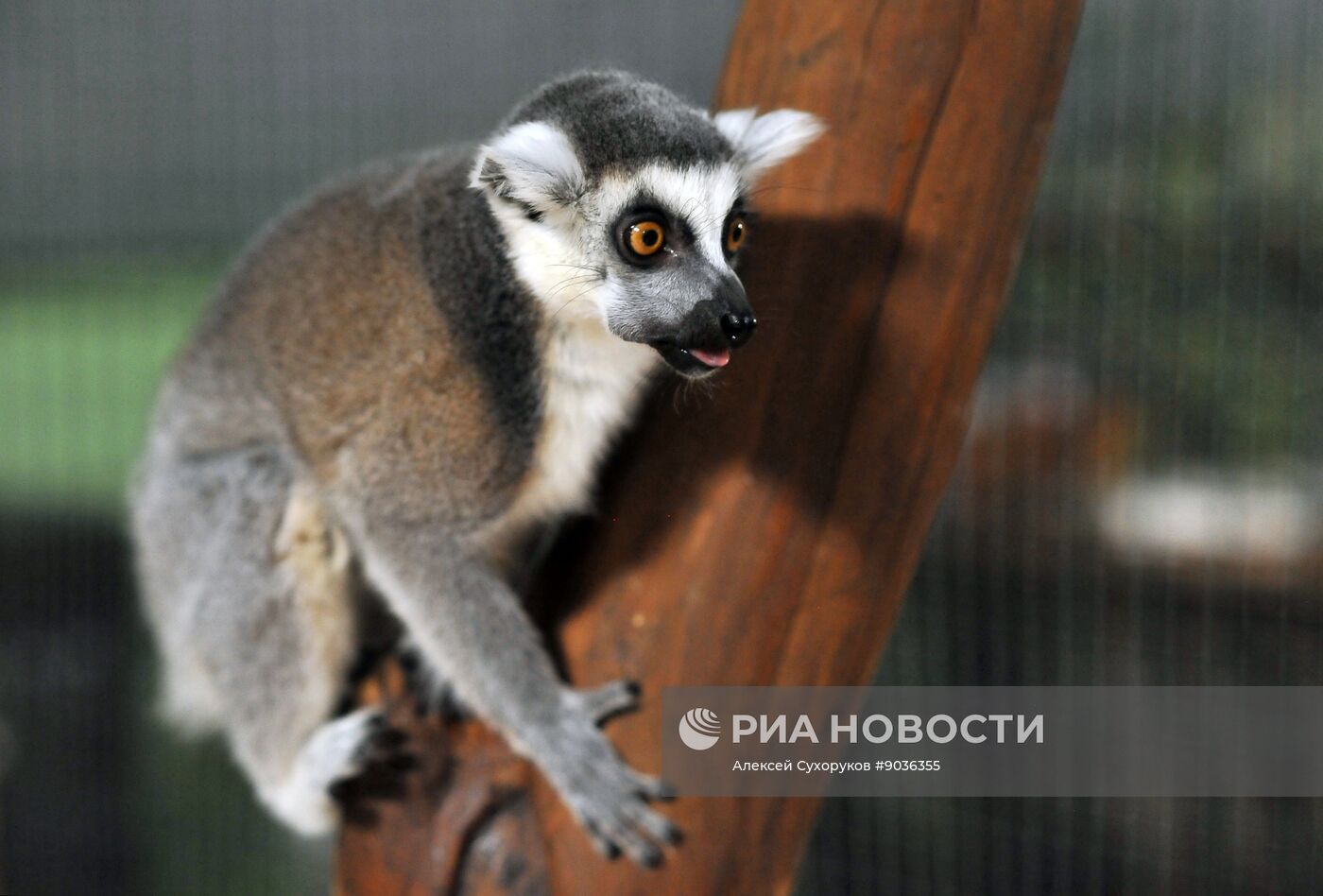 Контактный зоопарк "Изба енота" в Тамбове