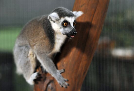 Контактный зоопарк "Изба енота" в Тамбове