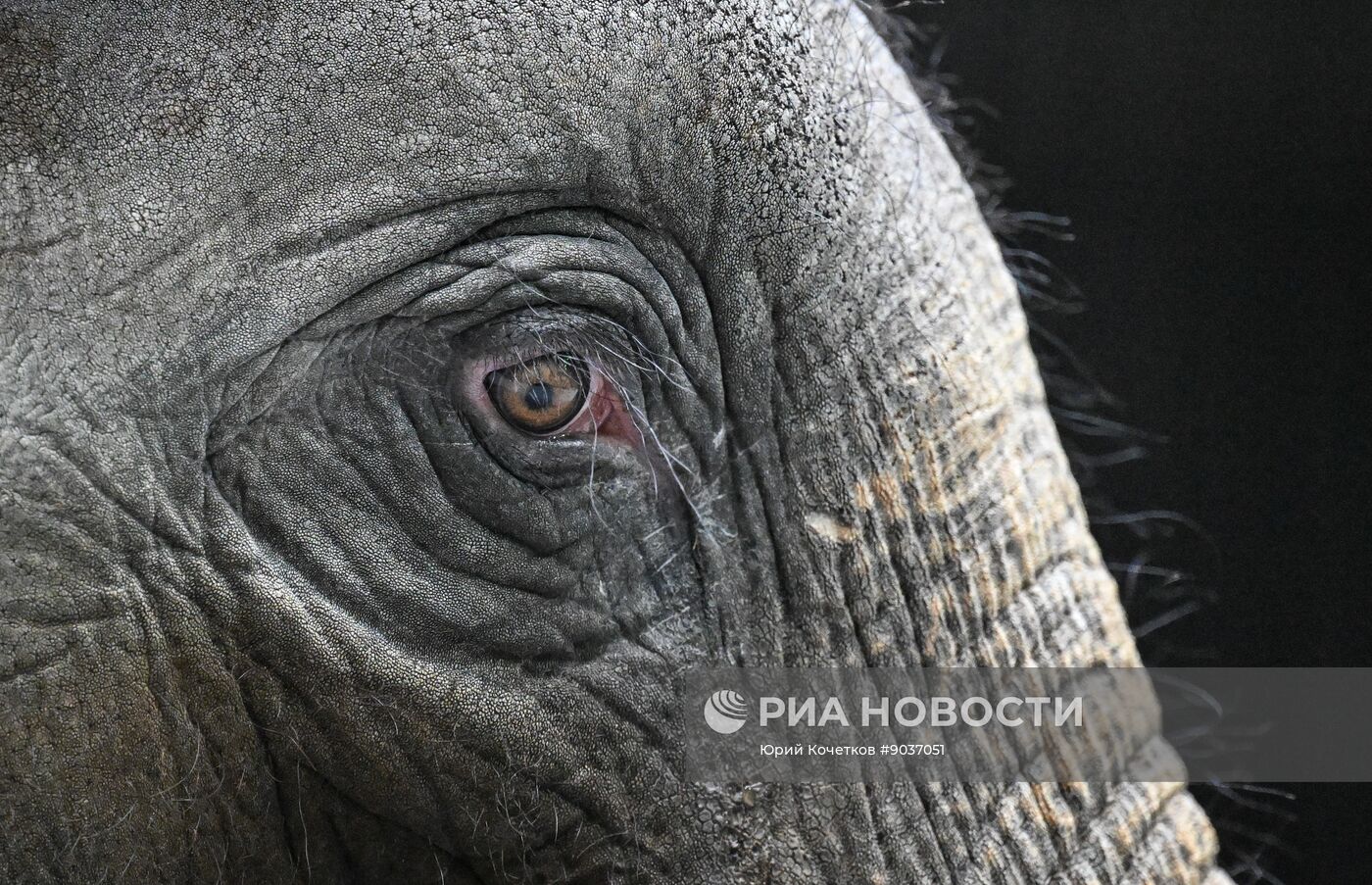 Открытая репетиция в Большом Московском цирке