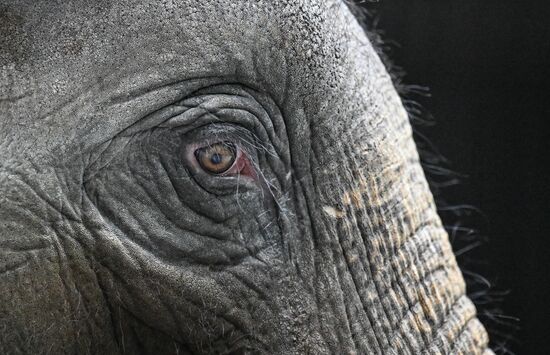 Открытая репетиция в Большом Московском цирке