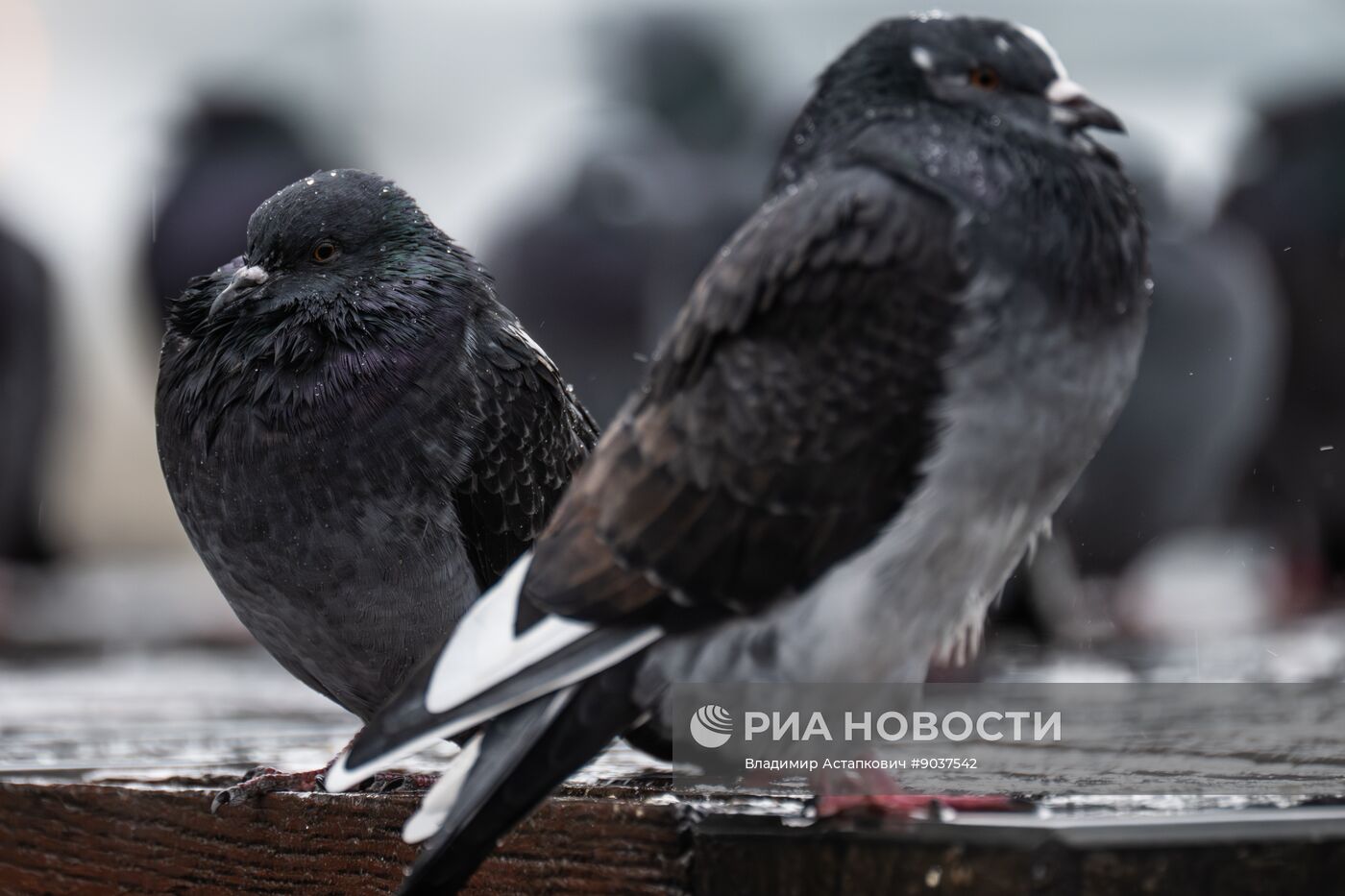 Дождь в Москве