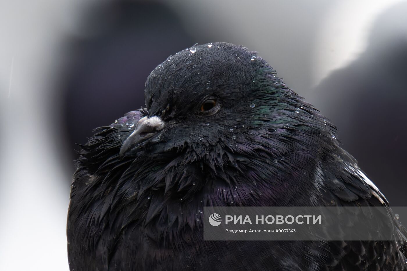 Дождь в Москве