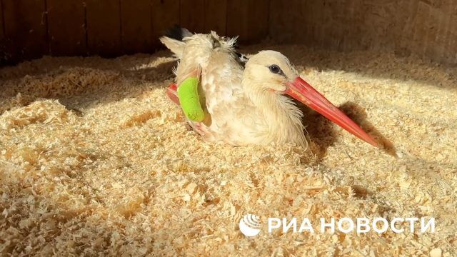 Операция краснокнижного белого аиста в зоопарке "Малинки"