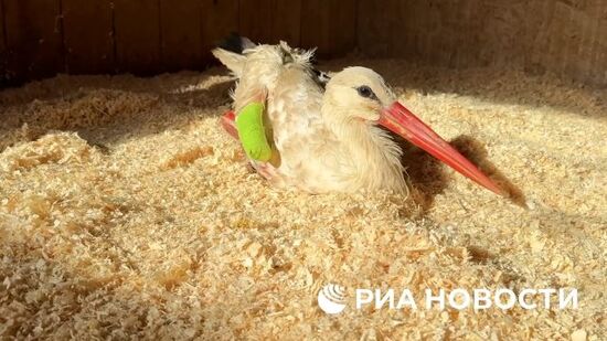 Операция краснокнижного белого аиста в зоопарке "Малинки"