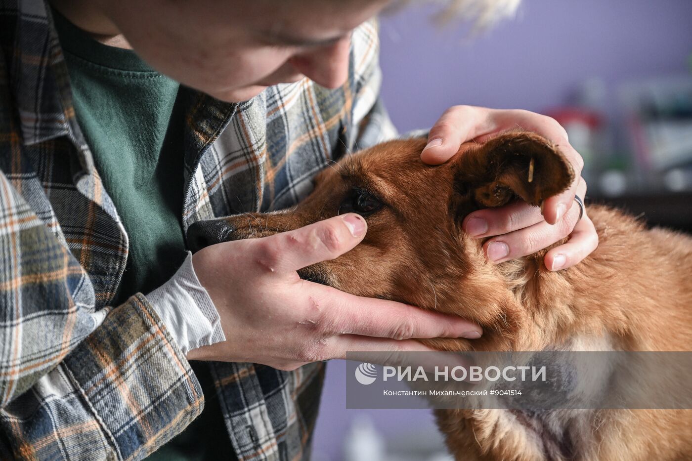 Приюты для бездомных собак в Крыму