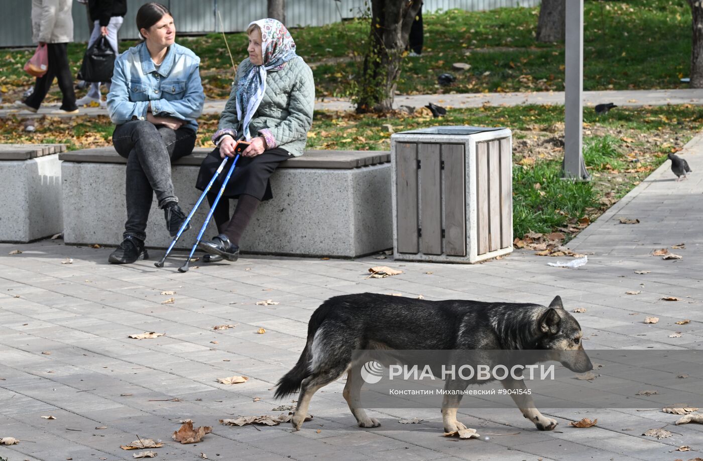 Приюты для бездомных собак в Крыму