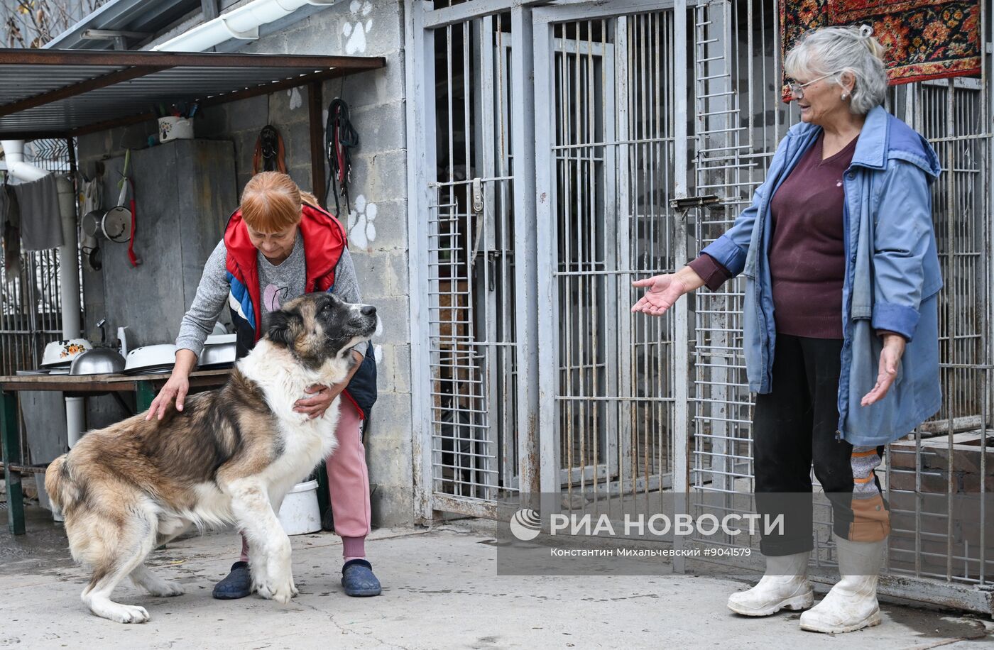 Приюты для бездомных собак в Крыму