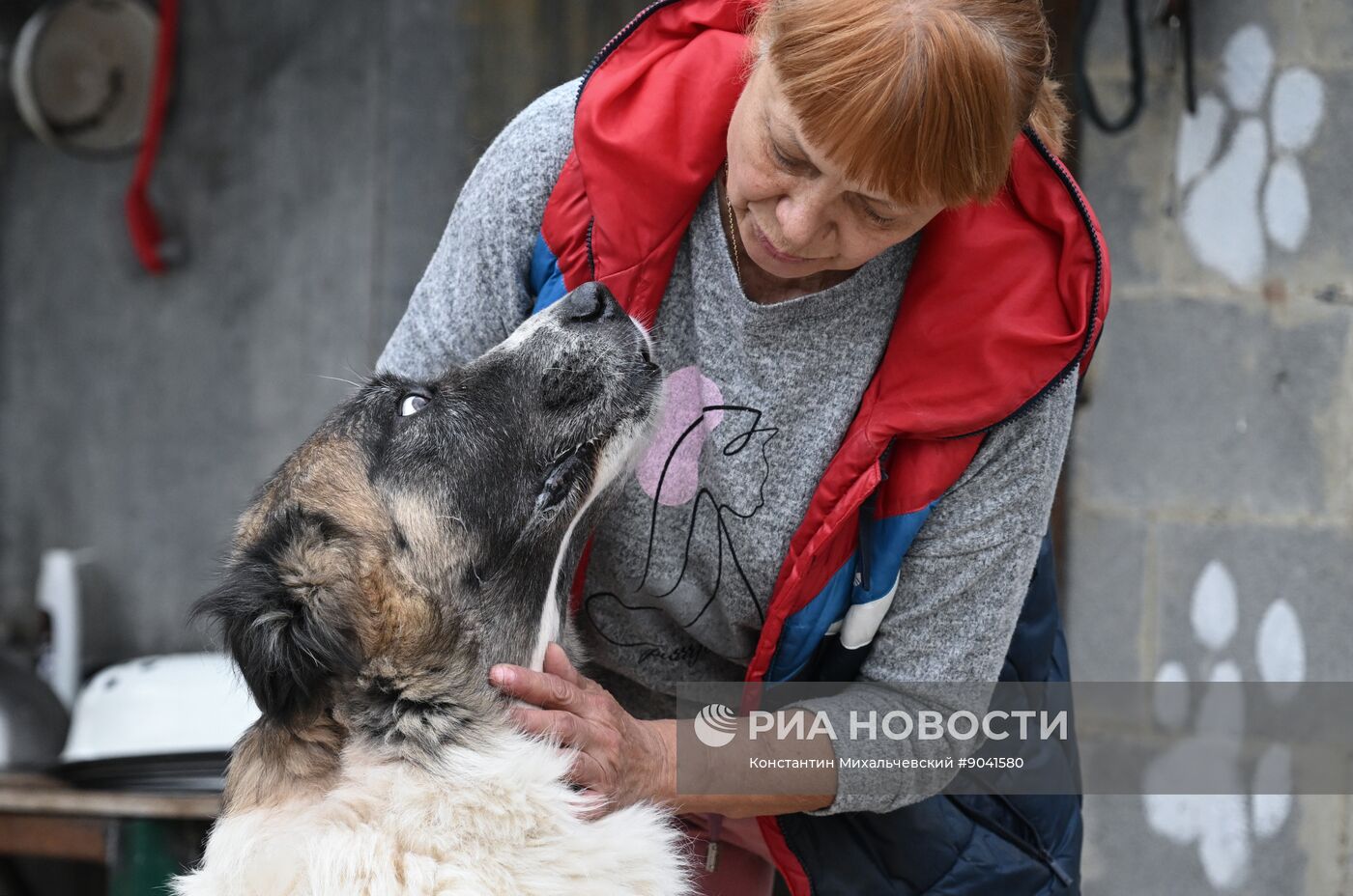 Приюты для бездомных собак в Крыму