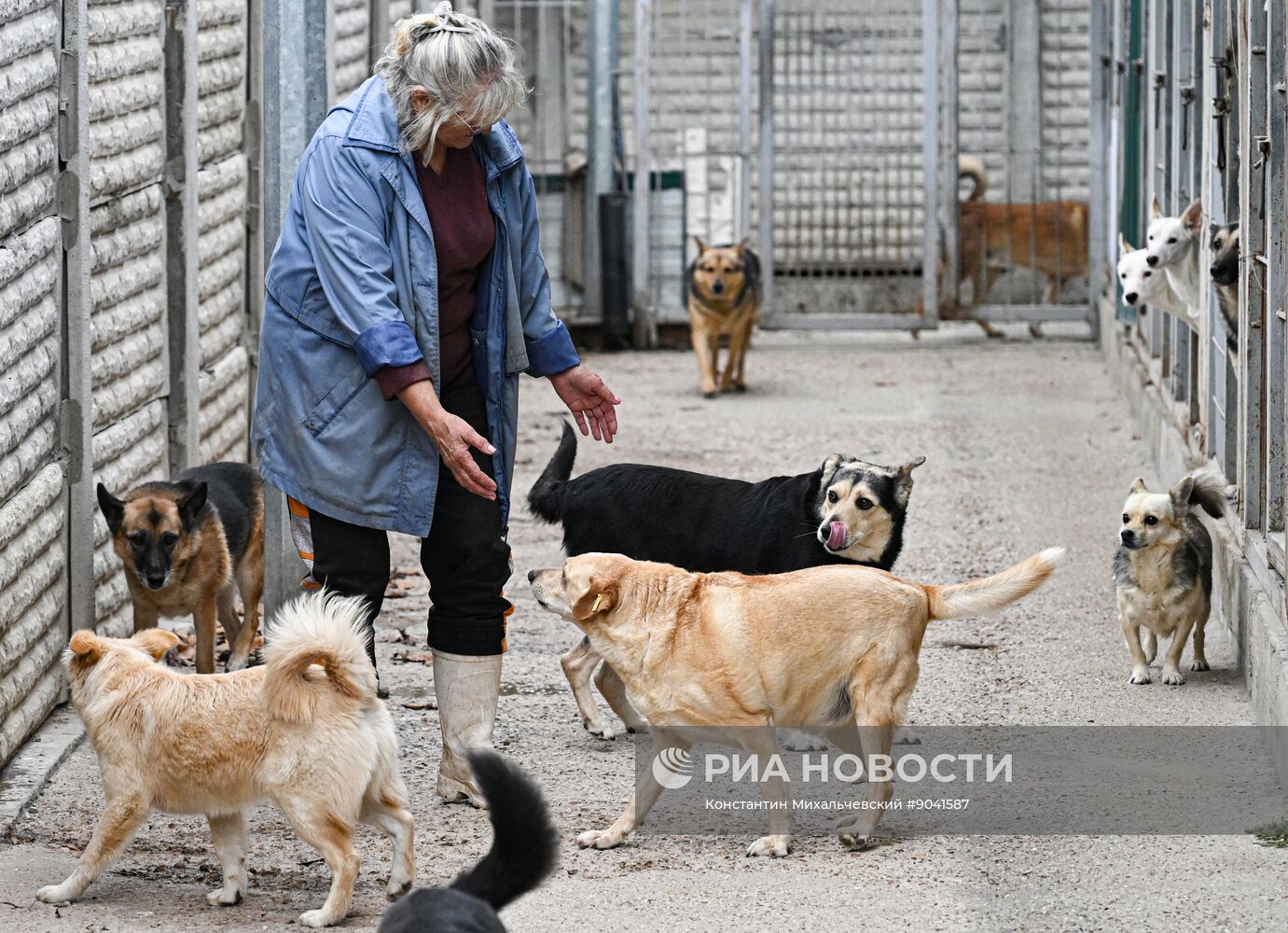 Приюты для бездомных собак в Крыму