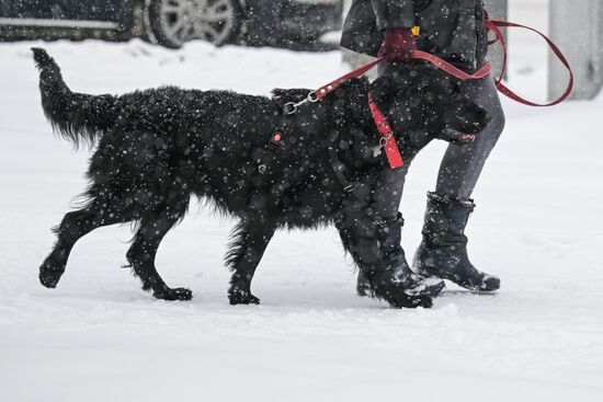 Снегопад в Новосибирске