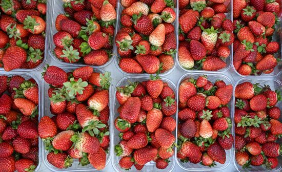 Сельскохозяйственная ярмарка в Симферополе