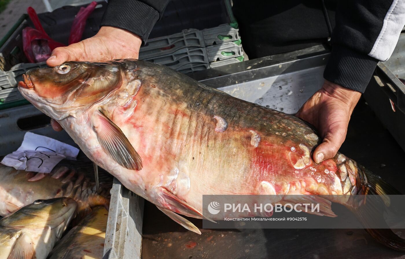 Сельскохозяйственная ярмарка в Симферополе