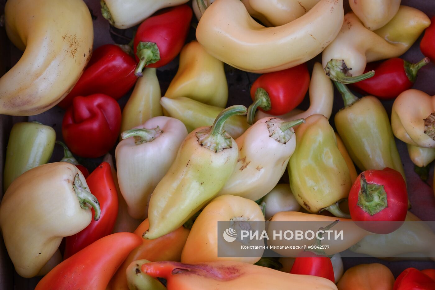 Сельскохозяйственная ярмарка в Симферополе