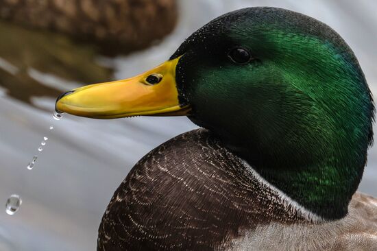 Повседневная жизнь в городах России
