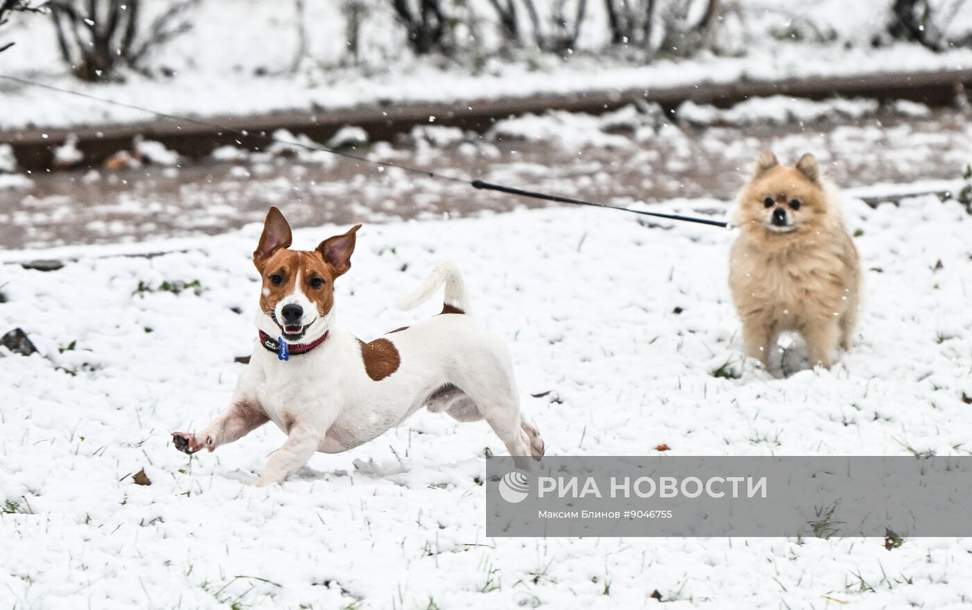 Первый снег в Москве и Санкт-Петербурге