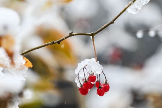 Первый снег в Москве и Санкт-Петербурге