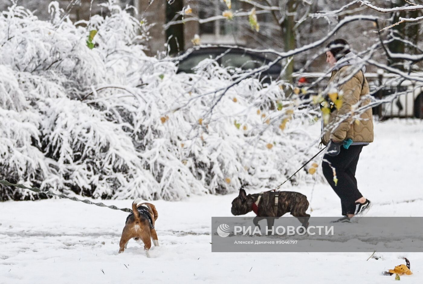 Первый снег в Москве и Санкт-Петербурге