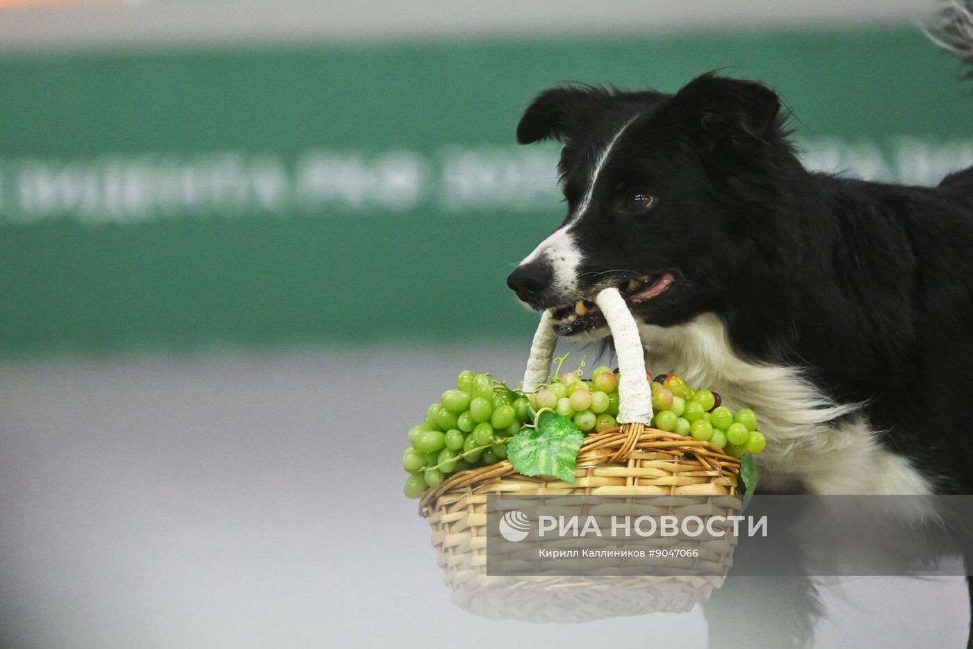 Выставка собак "Евразия 2025"