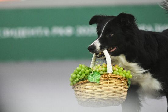 Выставка собак "Евразия 2025"