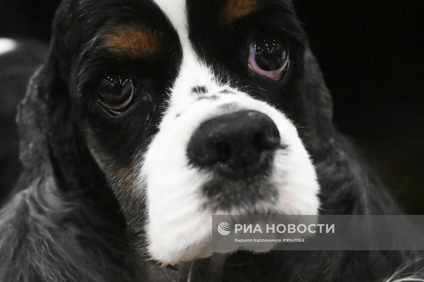 Выставка собак "Евразия 2025"