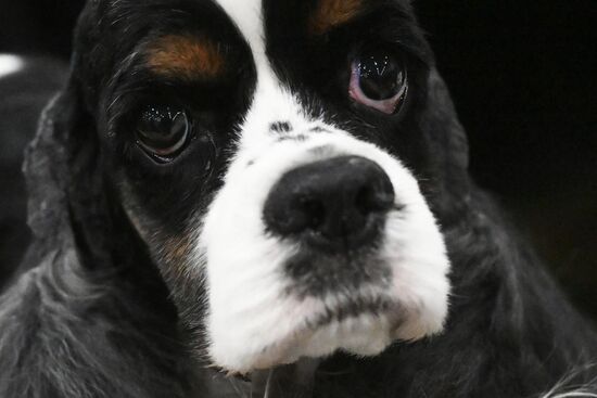 Выставка собак "Евразия 2025"