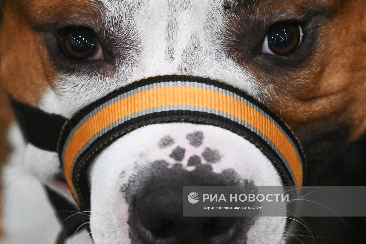 Выставка собак "Евразия 2025"