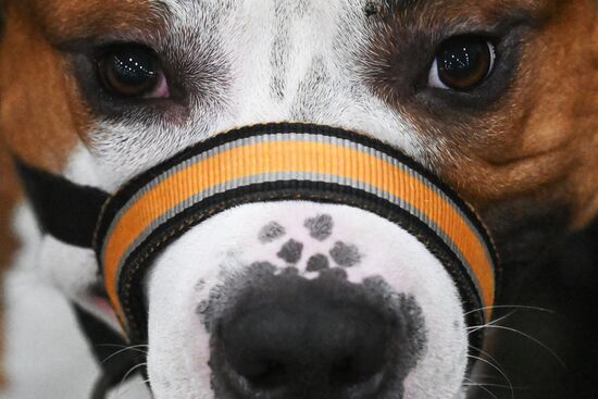 Выставка собак "Евразия 2025"