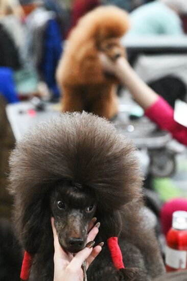 Выставка собак "Евразия 2025"