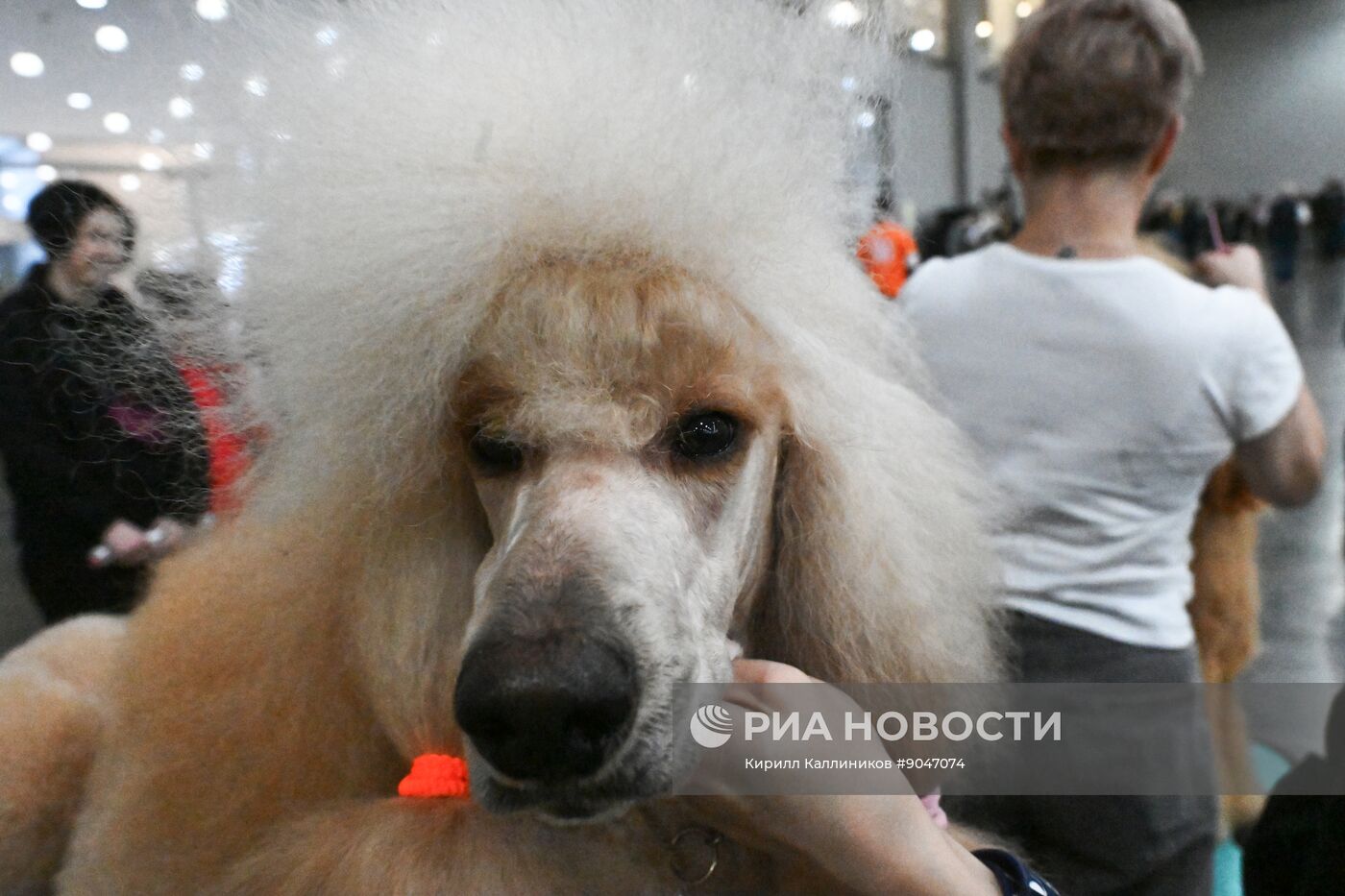 Выставка собак "Евразия 2025"