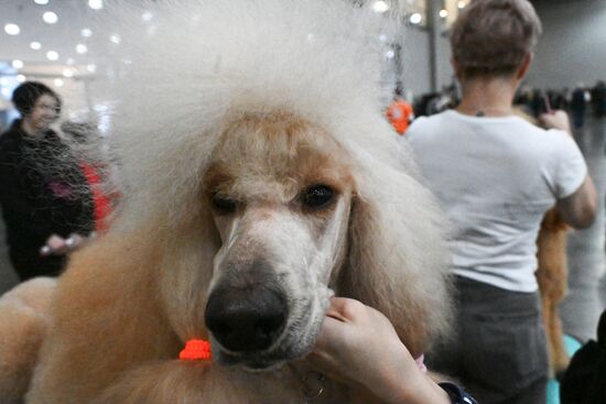 Выставка собак "Евразия 2025"